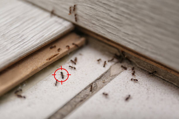 Wildlife Control Services in Ontonagon, MI